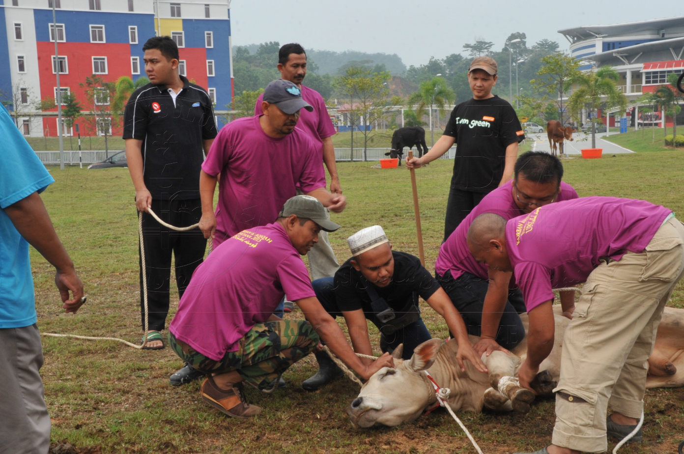 PRO15 150 KORBAN HAS 6681